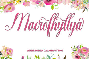 Macrofhyllya Script: A Brush-And-Ink Typeface Review for Modern Branding